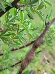 Neolasioptera lupini