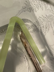 Pseudomyrmex pallidus