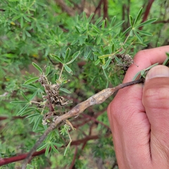 Neolasioptera lupini