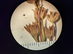 Potentilla litoralis