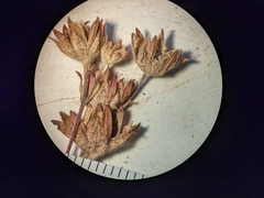 Potentilla litoralis