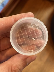 Pseudomyrmex pallidus