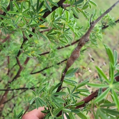 Neolasioptera lupini
