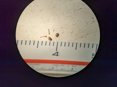 Potentilla litoralis