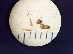 Potentilla litoralis