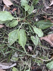 Plantago major