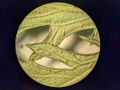 Potentilla litoralis