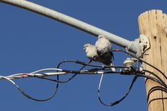 Streptopelia decaocto