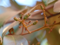 Cryptocarya wightiana