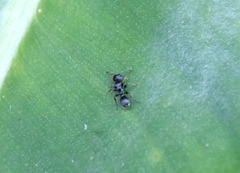 Procryptocerus