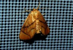 Apoda limacodes