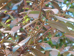 Cryptocarya wightiana