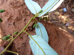 Cryptocarya wightiana
