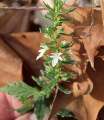 Teucrium cubense
