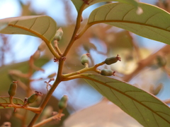 Cryptocarya wightiana