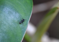 Procryptocerus