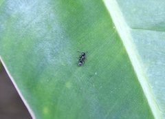 Procryptocerus