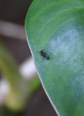 Procryptocerus