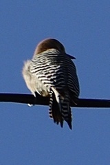 Melanerpes uropygialis