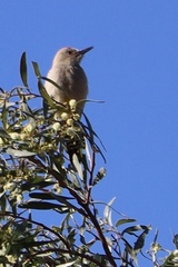 Melanerpes uropygialis