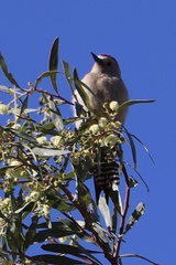Melanerpes uropygialis