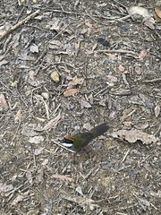 Arremon brunneinucha