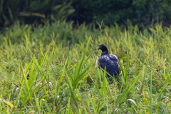 Anhima cornuta