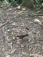 Arremon brunneinucha