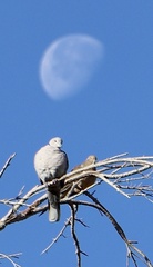 Streptopelia decaocto