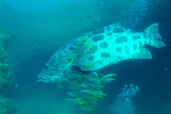Epinephelus tukula