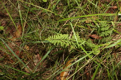 Cheilanthes sieberi sieberi