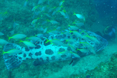 Epinephelus tukula