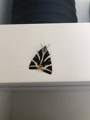 Euplagia quadripunctaria