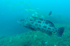 Epinephelus tukula