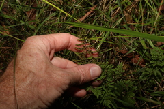 Cheilanthes sieberi sieberi