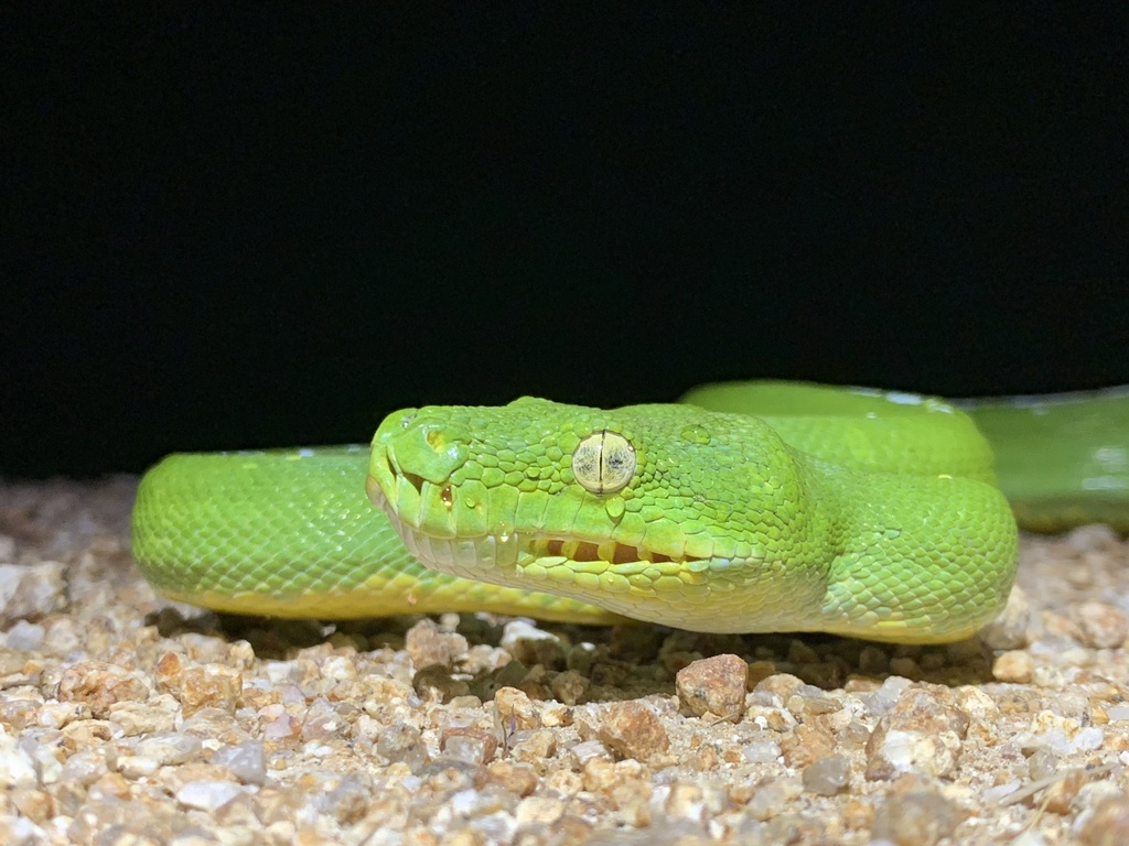 Southern green python from portland roads rd iron range qld au on