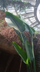 Alocasia macrorrhizos