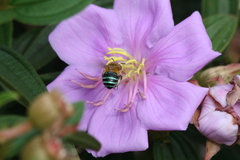 Amegilla cingulata