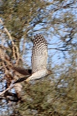 Accipiter cooperii