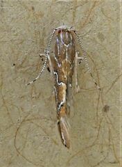 Pyroderces apparitella
