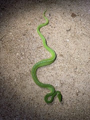 Morelia viridis