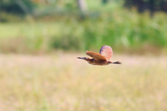 Ixobrychus cinnamomeus