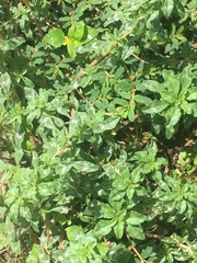 Amaranthus polygonoides