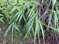 Dianella sandwicensis