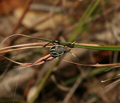 Poecilometis strigatus