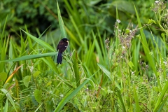 Donacobius atricapilla