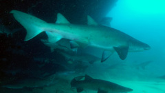 Carcharias taurus
