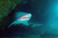Carcharias taurus