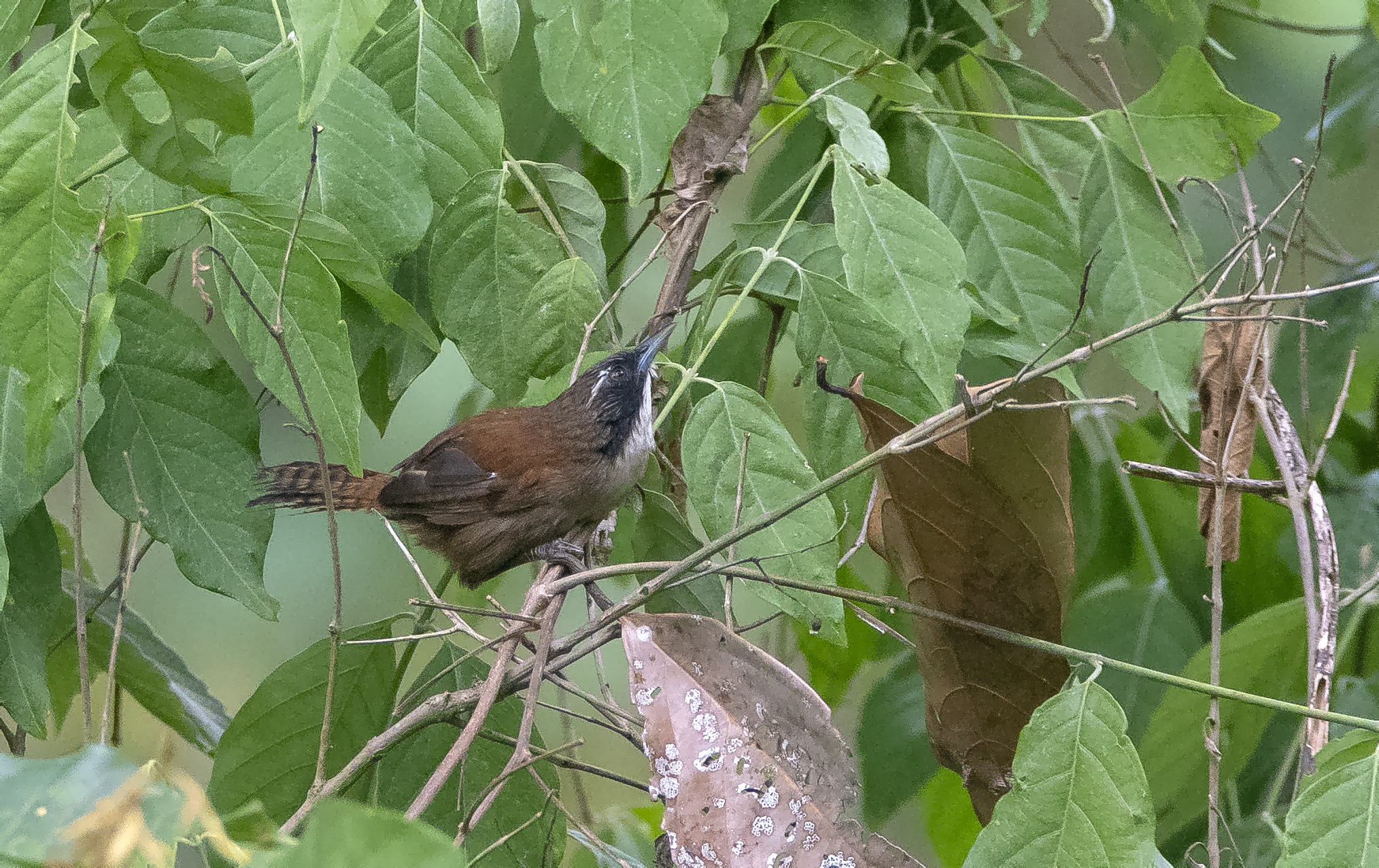 Coraya Wren (Pheugopedius coraya), photo 3