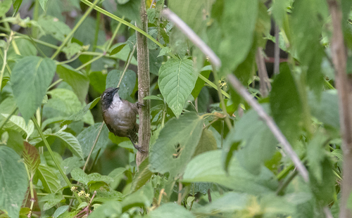 Coraya Wren (Pheugopedius coraya), photo 4